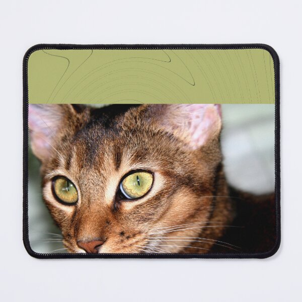 Item preview, Pet designed and sold by Kacharava.