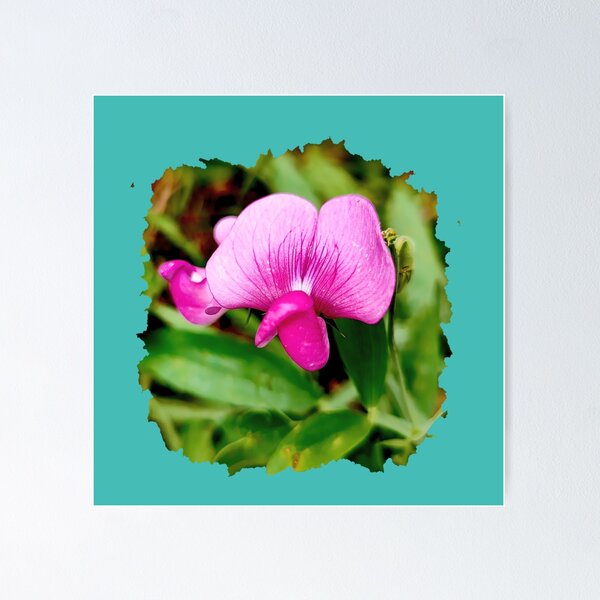 Item preview, Everlasting pea Flower designed and sold by KatJoDesigns.
