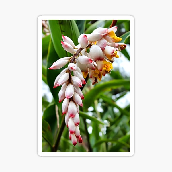 "Shell Ginger" Sticker for Sale by tenia115 Redbubble