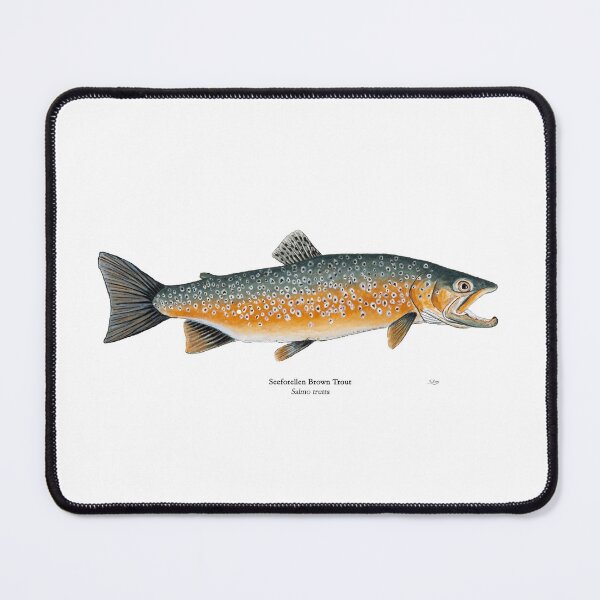 Item preview, Seeforellen Brown Trout Painting designed and sold by Stephen Emms.
