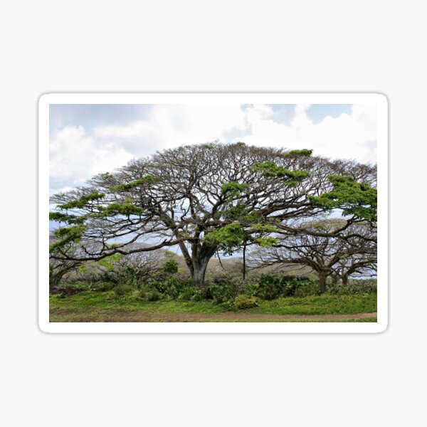 Monkey Pod Tree Sticker For Sale By Tenia115 Redbubble   St,small,507x507 Pad,600x600,f8f8f8.u4 