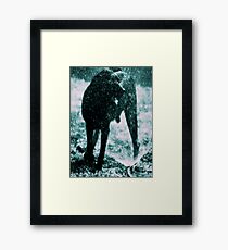 Rufus Framed Print