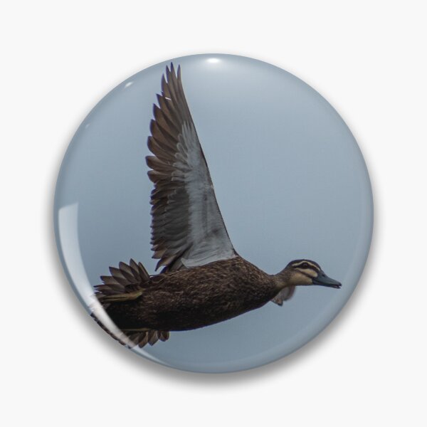 Item preview, flying Pacific Black Duck designed and sold by Dan Parish Photography.