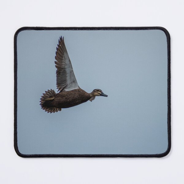 Item preview, flying Pacific Black Duck designed and sold by Dan Parish Photography.