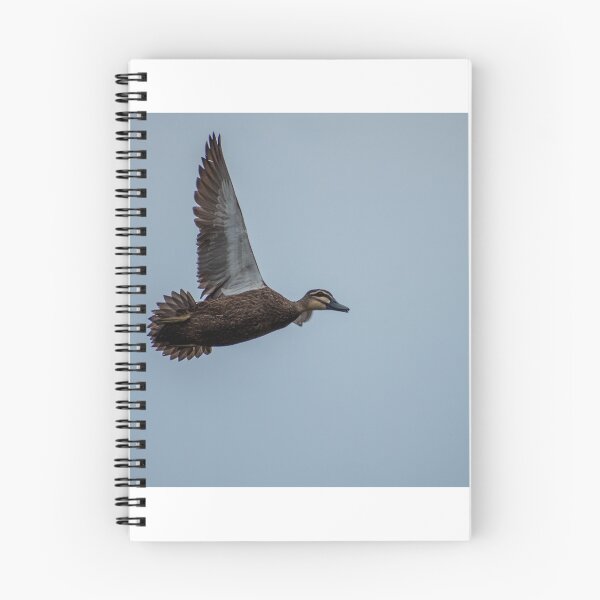 Item preview, flying Pacific Black Duck designed and sold by Dan Parish Photography.