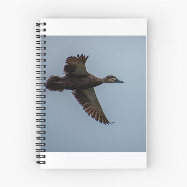 Item preview, Flying Pacific Black Duck designed and sold by Dan Parish Photography.