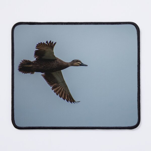 Item preview, Flying Pacific Black Duck designed and sold by Dan Parish Photography.