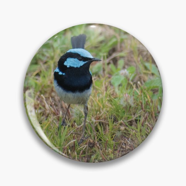 Item preview, a small fairywren standing in the grass designed and sold by Dan Parish Photography.