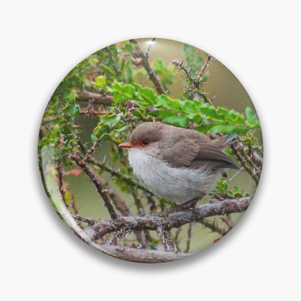 Item preview, Superb fairywren in a thorny tree designed and sold by Dan Parish Photography.