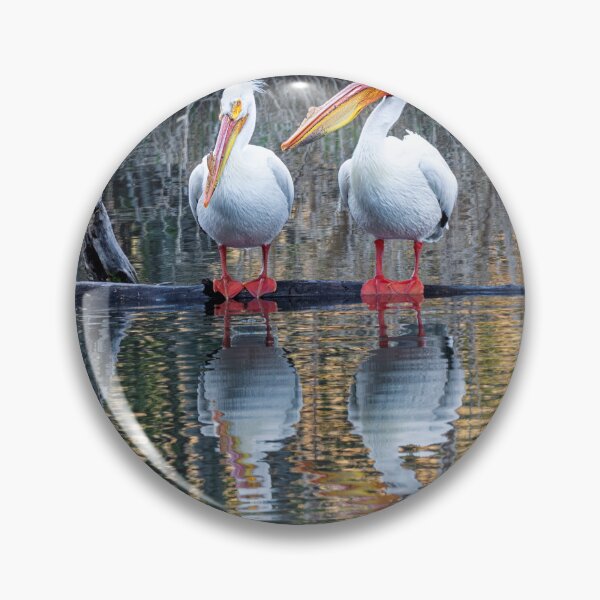 Artikelvorschau, Spiegelungen des weißen Pelikans entworfen und verkauft von DawsonImages.