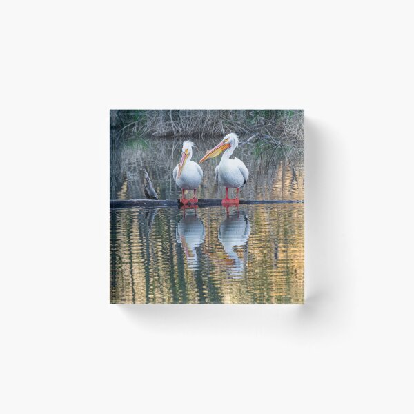 Item preview, White Pelican Reflections designed and sold by DawsonImages.