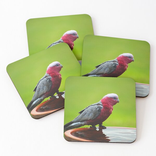 Item preview, Galah at The Birdbath designed and sold by Joy Watson - Natural Light Photography .
