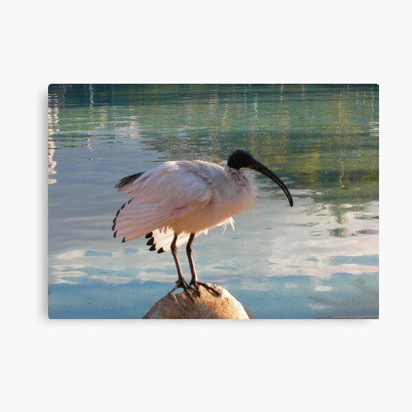 I have a black eye Canvas Print