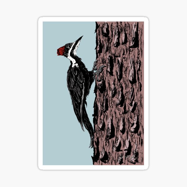 Pileated Woodpecker on a Jeffrey Pine Tree Sticker