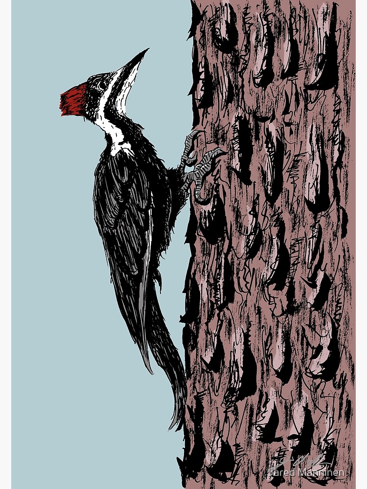 Pileated Woodpecker on a Jeffrey Pine Tree by JaredManninen