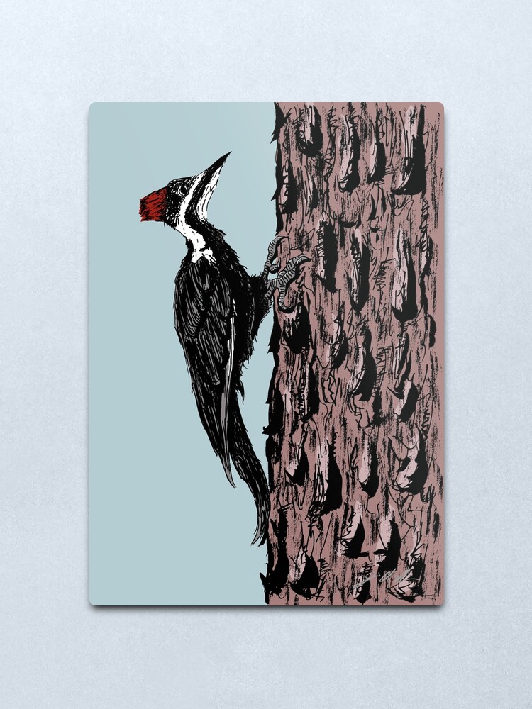 Alternate view of Pileated Woodpecker on a Jeffrey Pine Tree Metal Print
