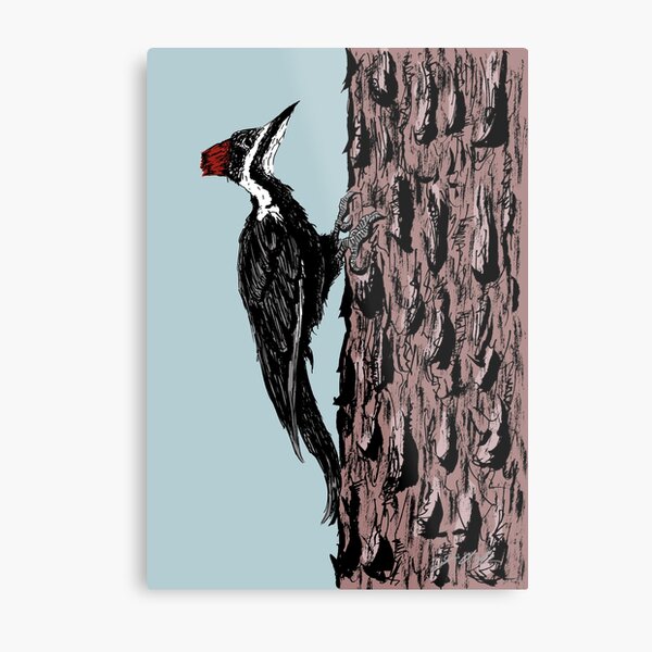 Pileated Woodpecker on a Jeffrey Pine Tree Metal Print