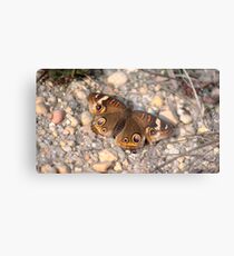Common Buckeye on the Rocks Metal Print