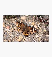 Common Buckeye on the Rocks Photographic Print