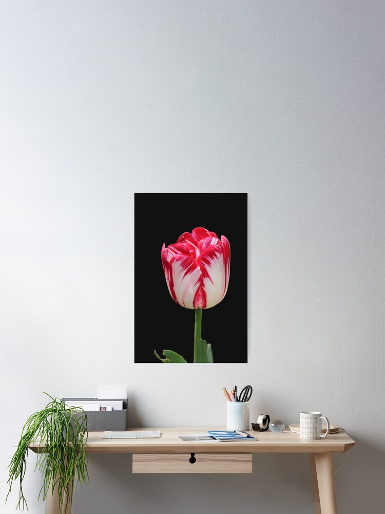 Thumbnail 2 of 3, Poster, Pink white Tulip designed and sold by RREID84.