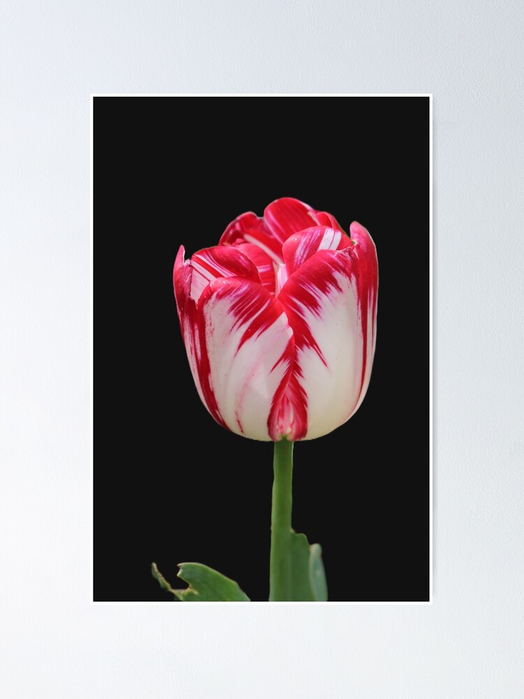 Thumbnail 1 of 3, Poster, Pink white Tulip designed and sold by RREID84.