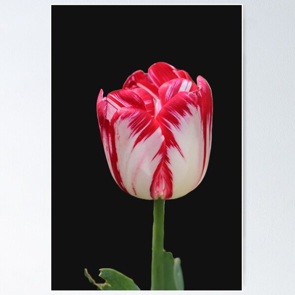 Item preview, Pink white Tulip designed and sold by RREID84.