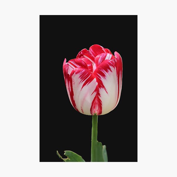 Item preview, Pink white Tulip designed and sold by RREID84.