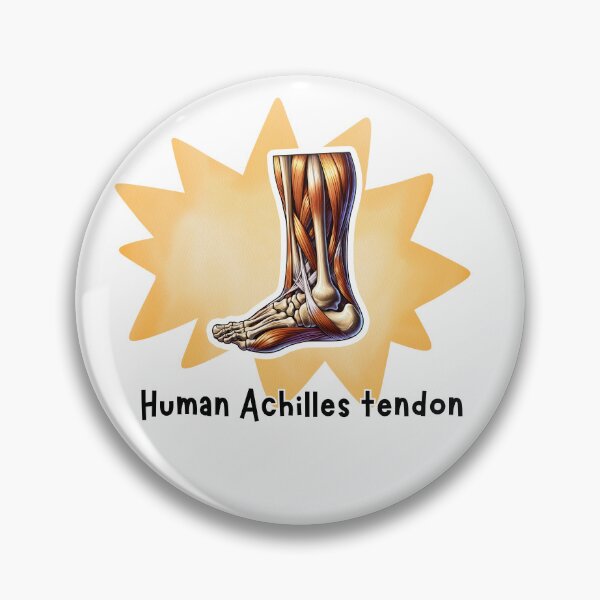 Item preview, Human Achilles tendon Anatomy Illustration designed and sold by MuseGlowStudio.