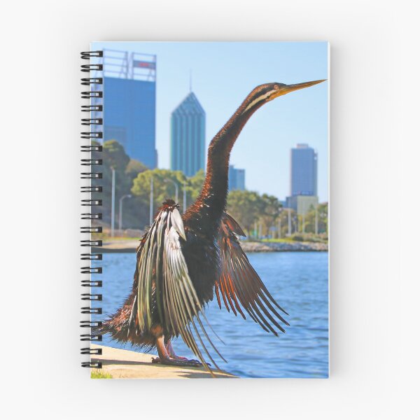 Item preview, Australasian Darter - Perth Western Australia 2025 - 1 designed and sold by Colin  Williams Photography.