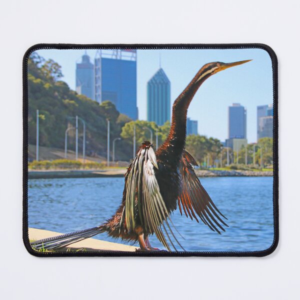 Item preview, Australasian Darter - Perth Western Australia 2025 - 1 designed and sold by Colin  Williams Photography.