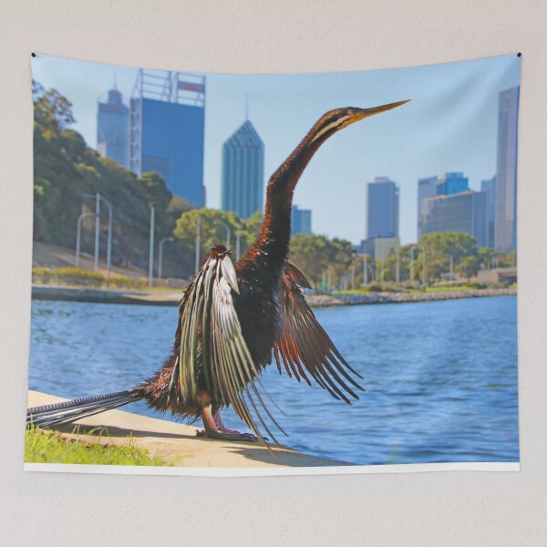 Item preview, Australasian Darter - Perth Western Australia 2025 - 1 designed and sold by Colin  Williams Photography.