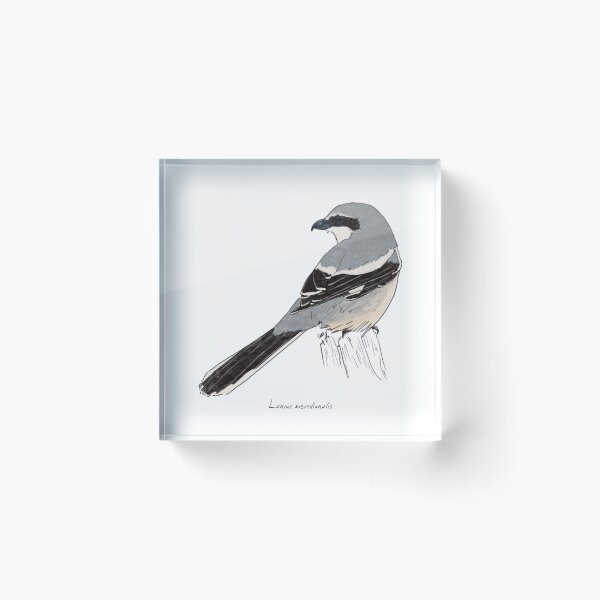 Item preview, Iberian Gray Shrike designed and sold by Luzeilustración.