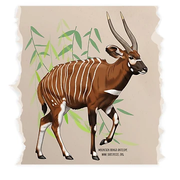 Artwork thumbnail, Mountain Bongo by RSCF by RSCF