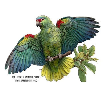 Artwork thumbnail, Red-browed Amazon Parrot by RSCF by RSCF