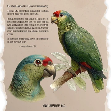 Artwork thumbnail, Vintage Red-browed Amazon by RSCF by RSCF
