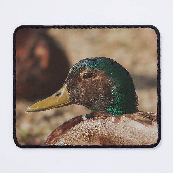Item preview, Ducks resting on the beach designed and sold by Production Art Manon Meilleur.