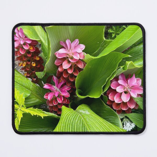 Item preview, Curcuma hybrid Chaidee Red Blooming In Savannah Georgia designed and sold by vanessaNotes.