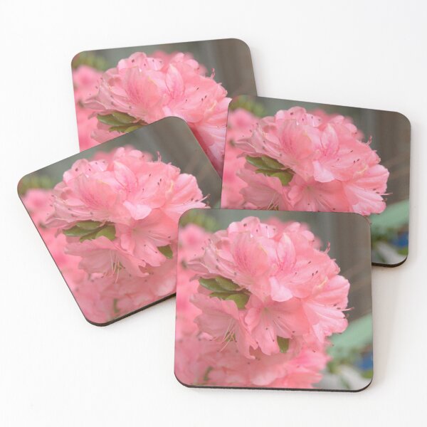 Item preview, Azalea From A Former Garden in Wisconsin.   designed and sold by vanessaNotes.
