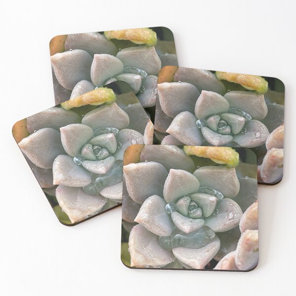 Item preview, Succulent with Water Droplets designed and sold by jeansy.
