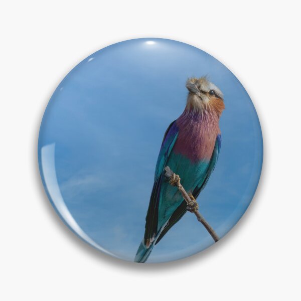 Item preview, Lilac Breasted Roller On Alert designed and sold by Kay Brewer.