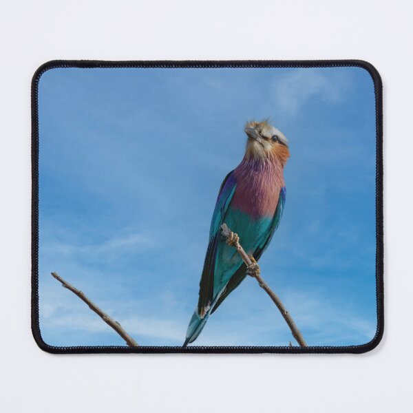 Item preview, Lilac Breasted Roller On Alert designed and sold by Kay Brewer.