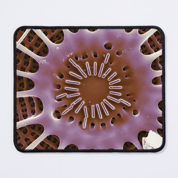 Item preview, Arachnoidiscus central designed and sold by DiatomsATTACK.