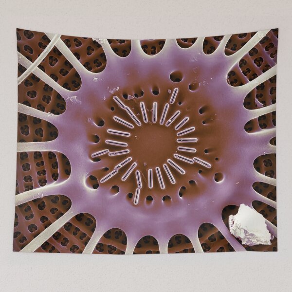 Item preview, Arachnoidiscus central designed and sold by DiatomsATTACK.