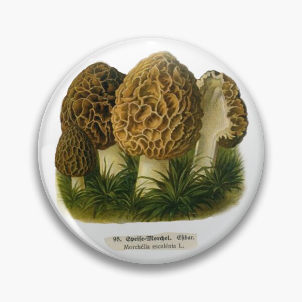Item preview, Morchella Esculenta Morel Mushrooms  designed and sold by natnat7w.