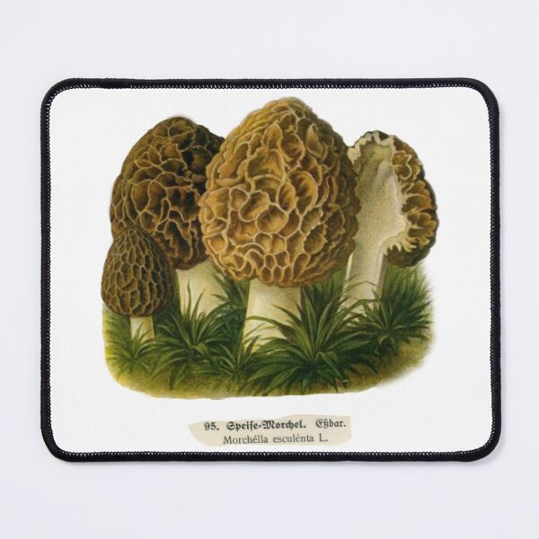 Item preview, Morchella Esculenta Morel Mushrooms  designed and sold by natnat7w.