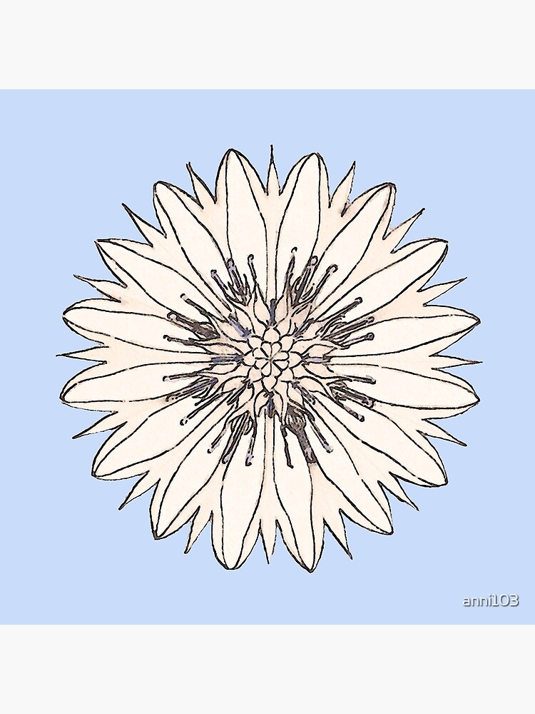 Cornflower by anni103