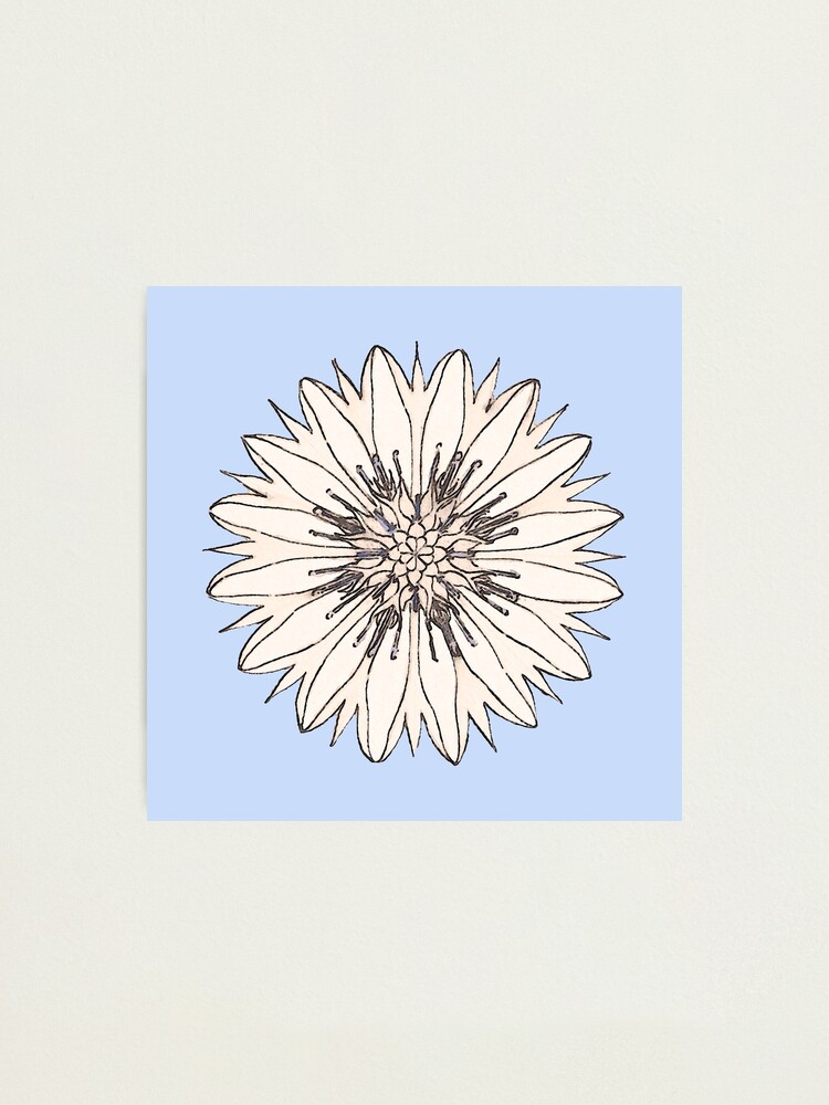 Alternate view of Cornflower Photographic Print