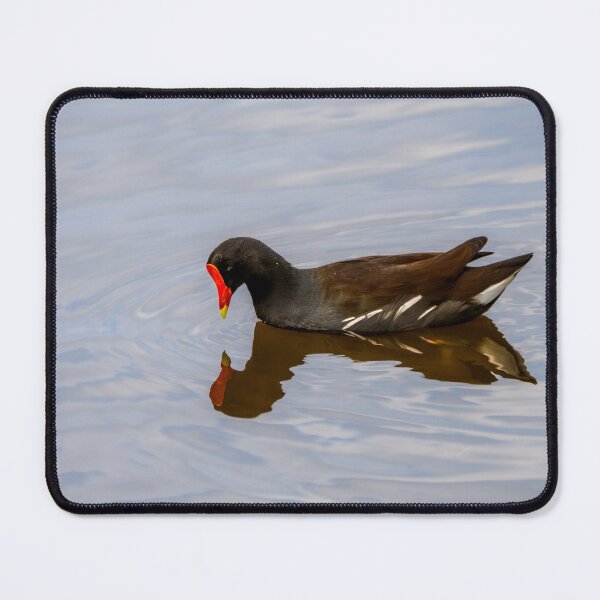 Item preview, Common Gallinule Admiring Its Reflection designed and sold by Debra Martz.