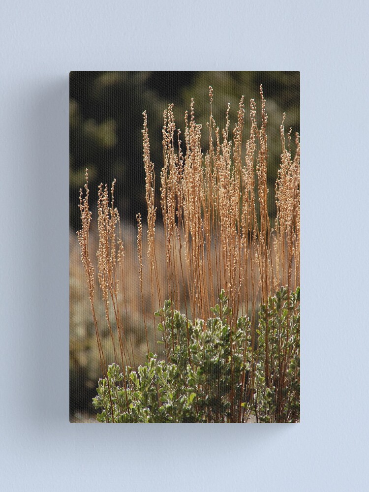 Alternate view of Mountain Sage Canvas Print
