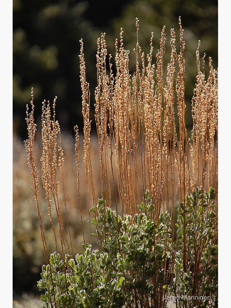 Mountain Sage by JaredManninen